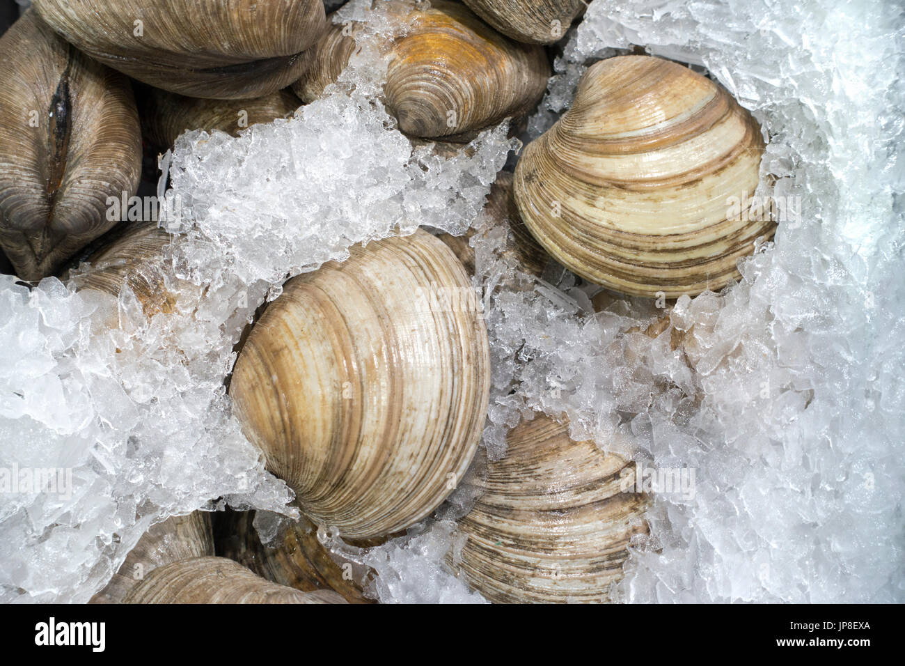 Hohen Winkel Ansicht der Muscheln In Childled Container Stockfoto