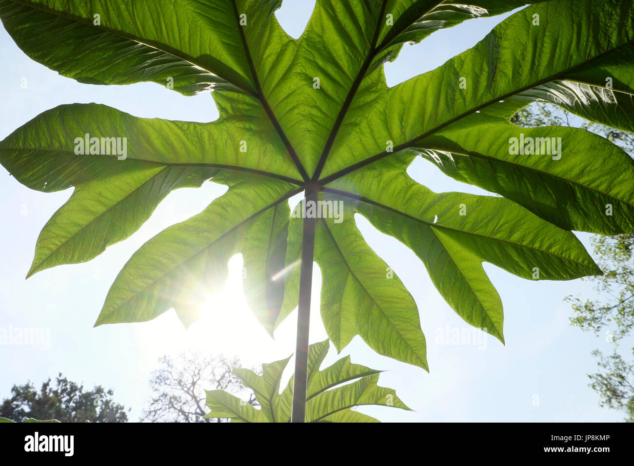 Ansicht der Unterseite von einem riesigen Blatt wachsen auf Werk in Holland Park Gardens in West London W11 England Großbritannien KATHY DEWITT Stockfoto