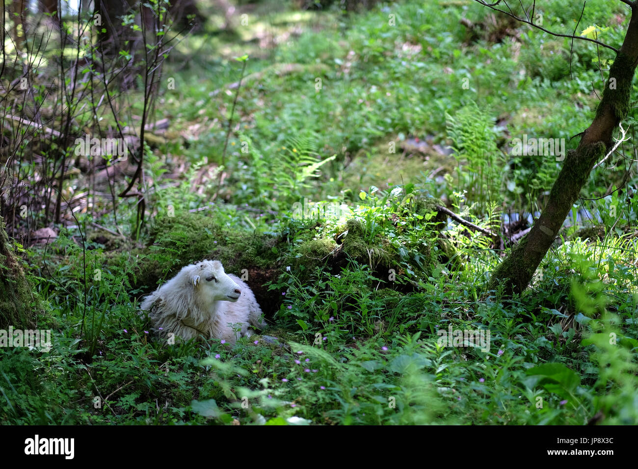 Schafe, die Ruhe im Wald Stockfoto