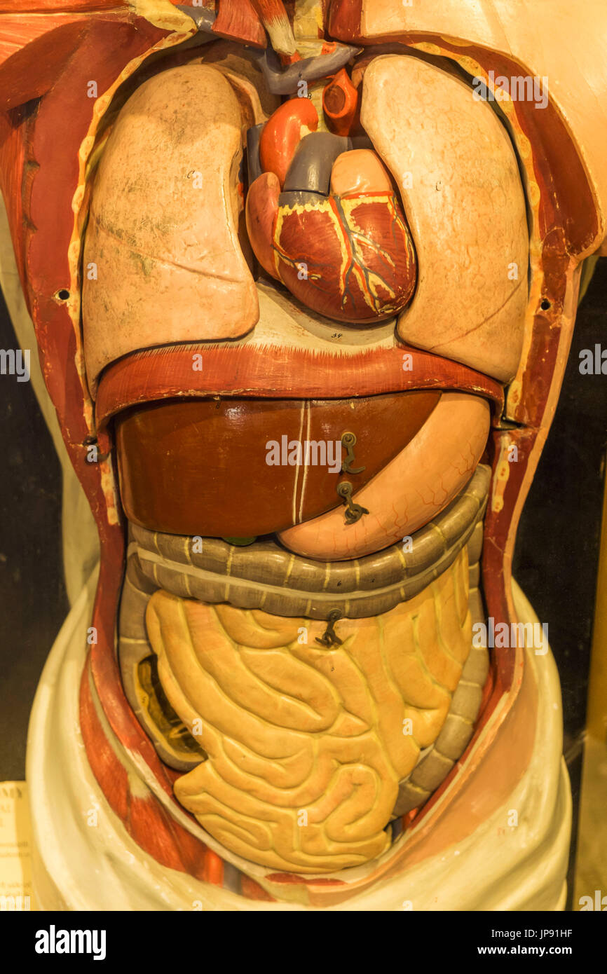 England, London, Southwark, The Old Operating Theatre und Kraut Garrett Museum, der historische anatomische Darstellungsmodell verwendet für den Unterricht Stockfoto