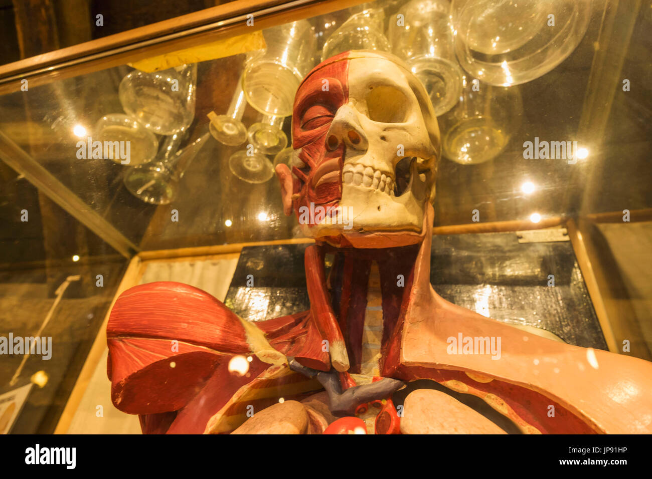 England, London, Southwark, The Old Operating Theatre und Kraut Garrett Museum, der historische anatomische Darstellungsmodell verwendet für den Unterricht Stockfoto