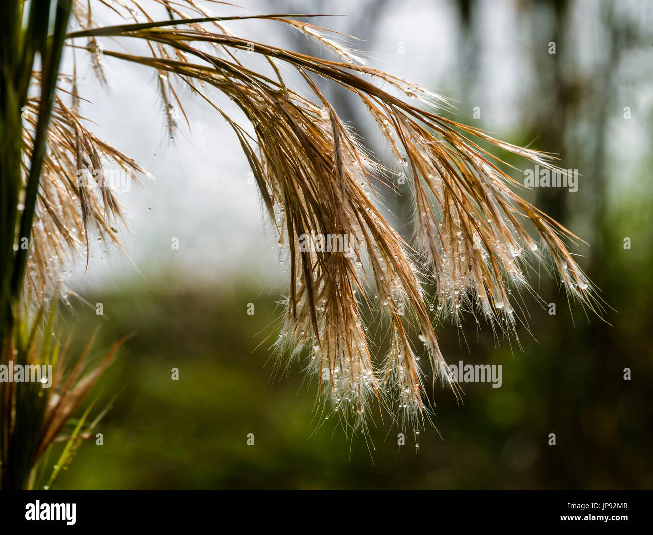 Nach dem Regen Stockfoto