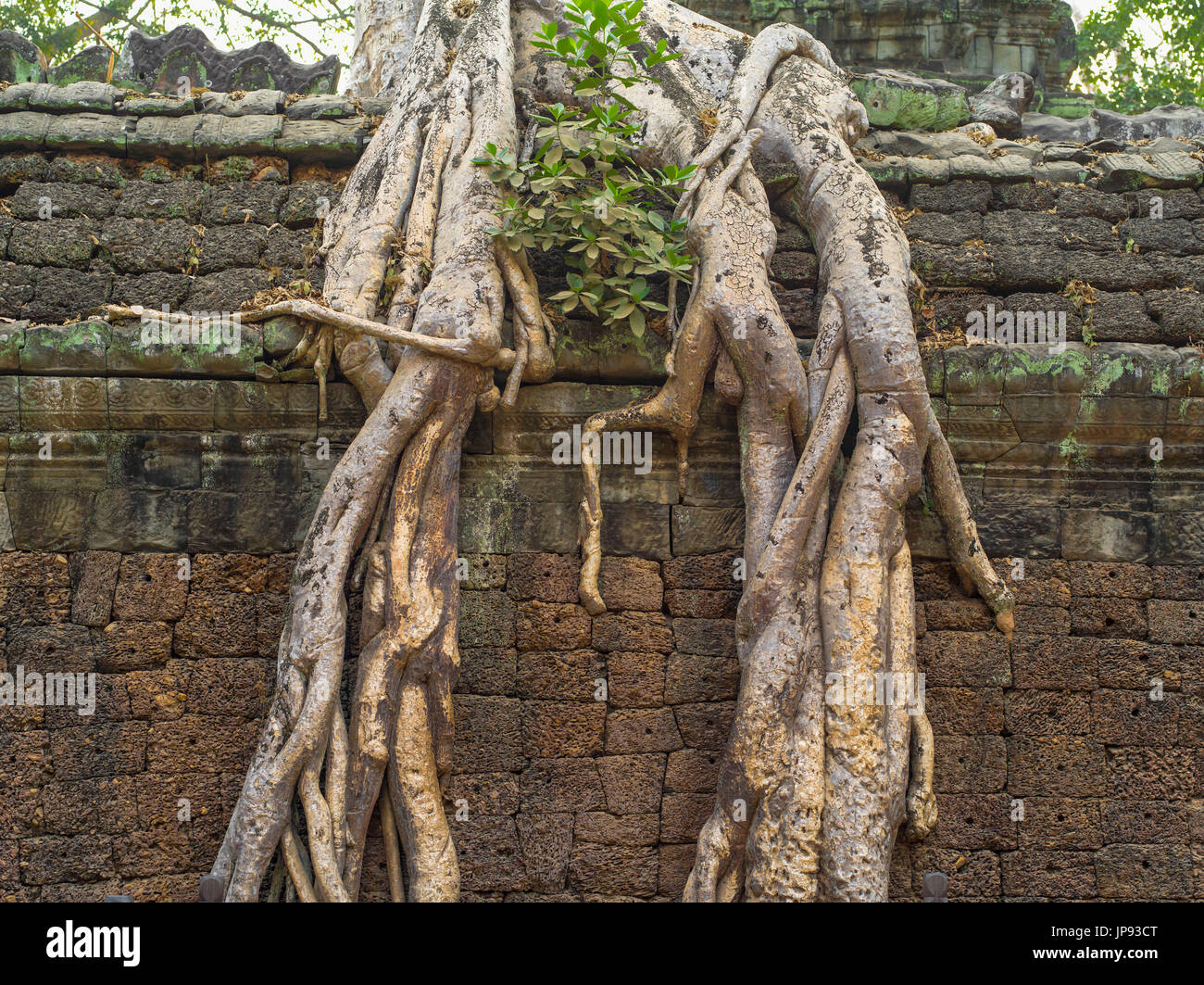 Ruinen von Ta Prohm, Angkor archäologischer Park, Stockfoto