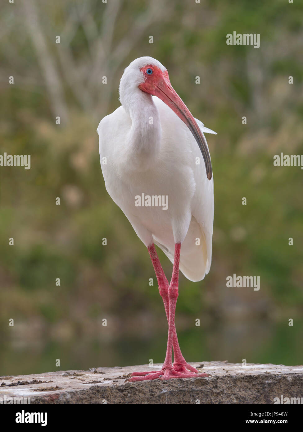 Ibis (Eudocimus Albus) Stockfoto