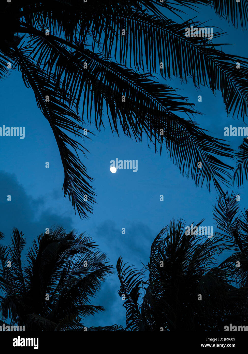 Mondaufgang mit Palmen Stockfoto