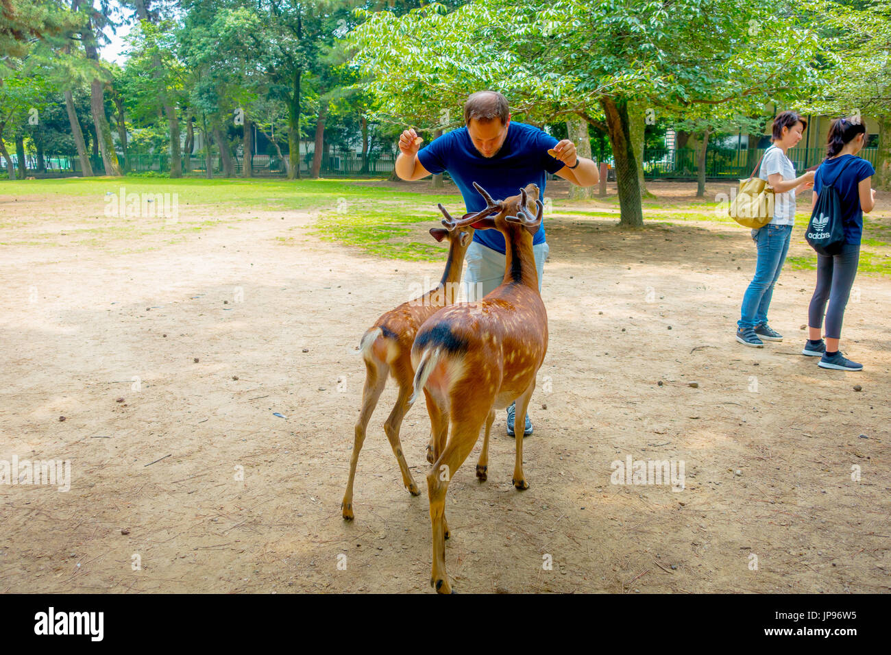 Nara, Japan - 26. Juli 2017: Unbekannter Mann in von von zwei wilde Rehe in Nara, Japan. Nara ist ein bedeutendes touristisches Ziel in Japan - ehemaliger Kopf-Stadt und derzeit zum UNESCO-Weltkulturerbe Stockfoto