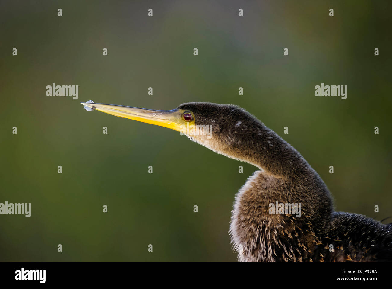 Anhinga Anhinga Anhinga, Stockfoto