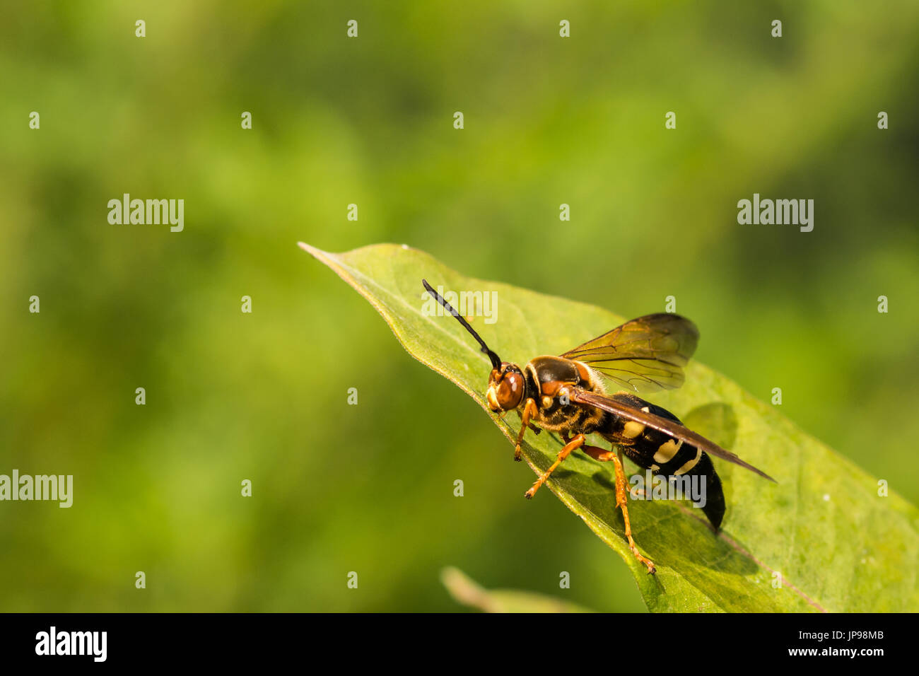 Eine Nahaufnahme einer weiblichen östlichen Cicada Killer Stockfoto