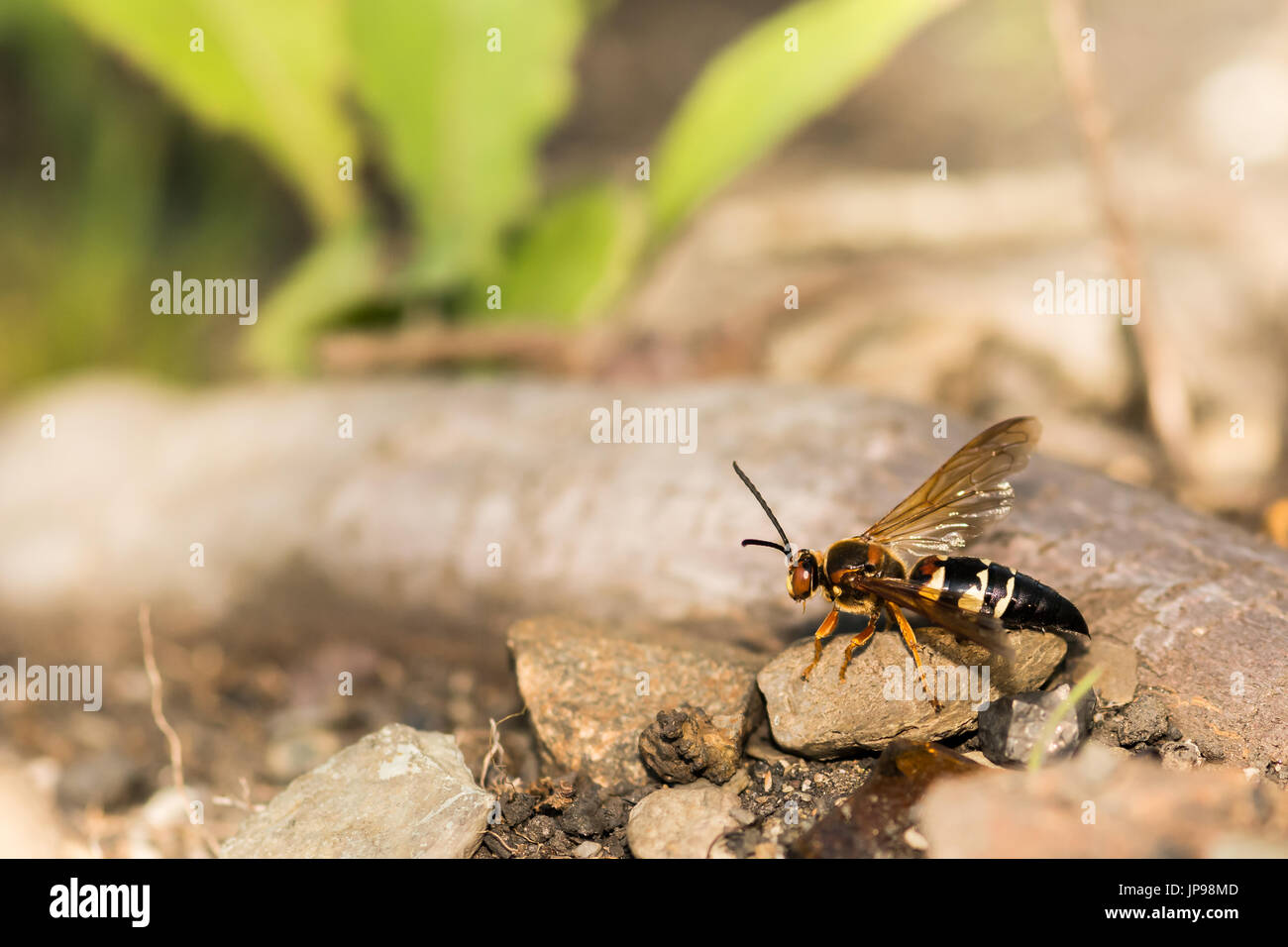 Eine Nahaufnahme einer weiblichen östlichen Cicada Killer Stockfoto