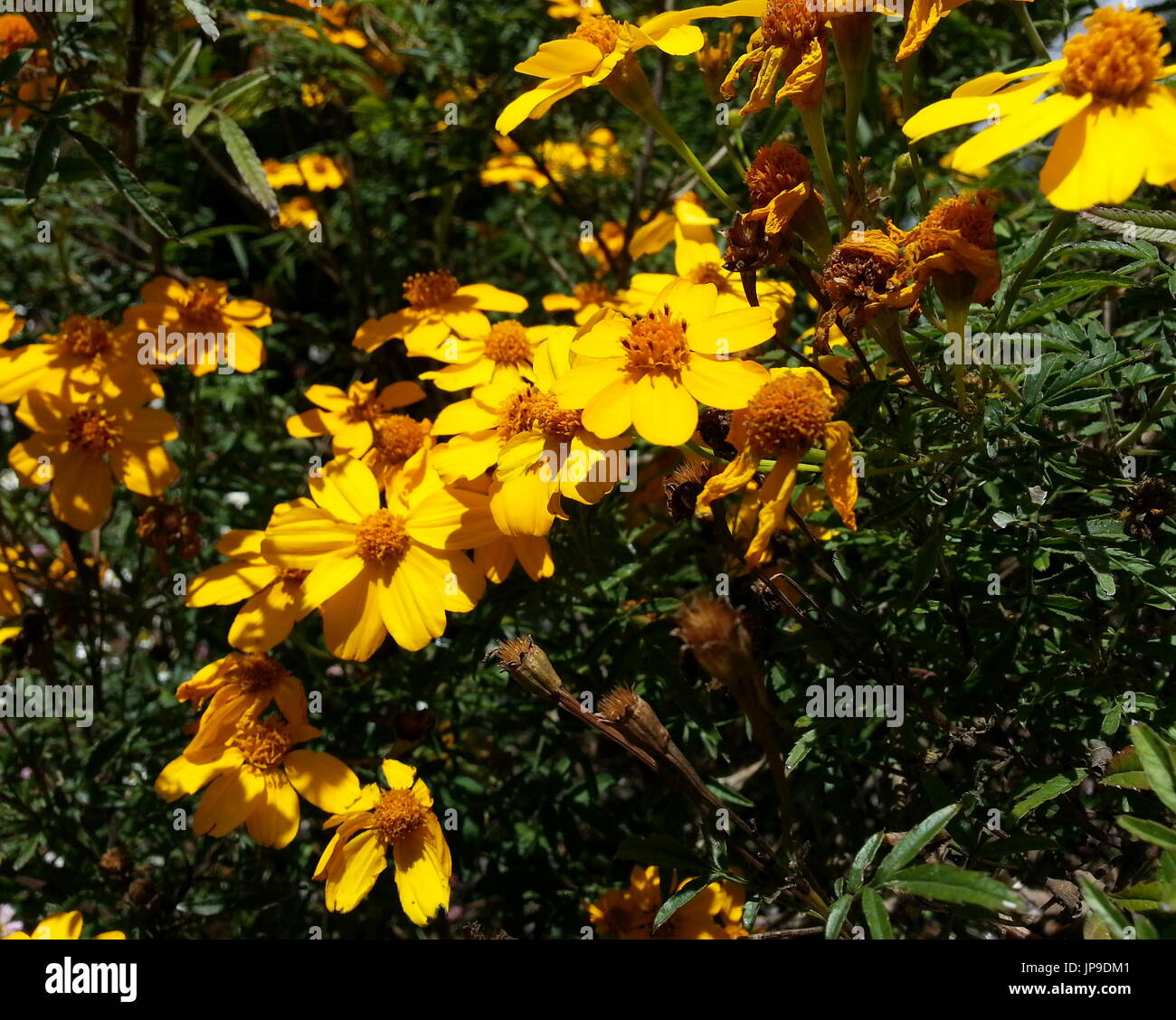 Lebhafte gelbe Blumen Stockfoto