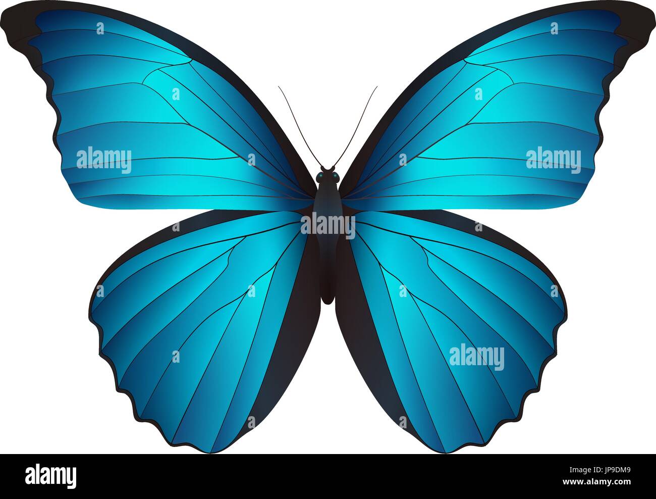 Schmetterling auf einem weißen Hintergrund isoliert Stock Vektor