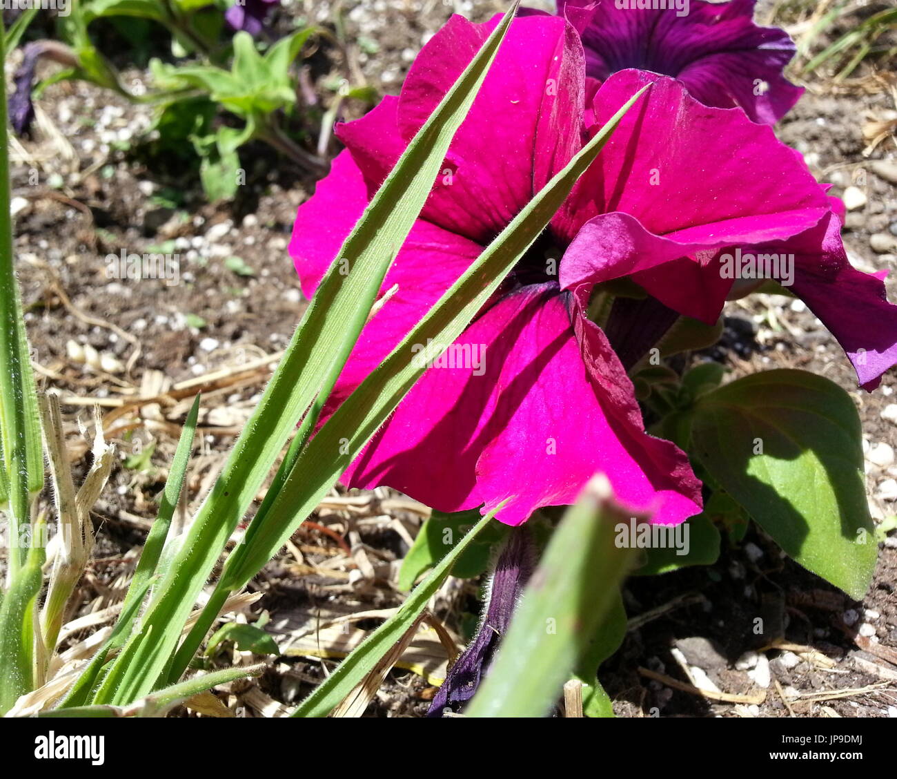 Lila gartenblume Fotos und Bildmaterial in hoher Auflösung Alamy