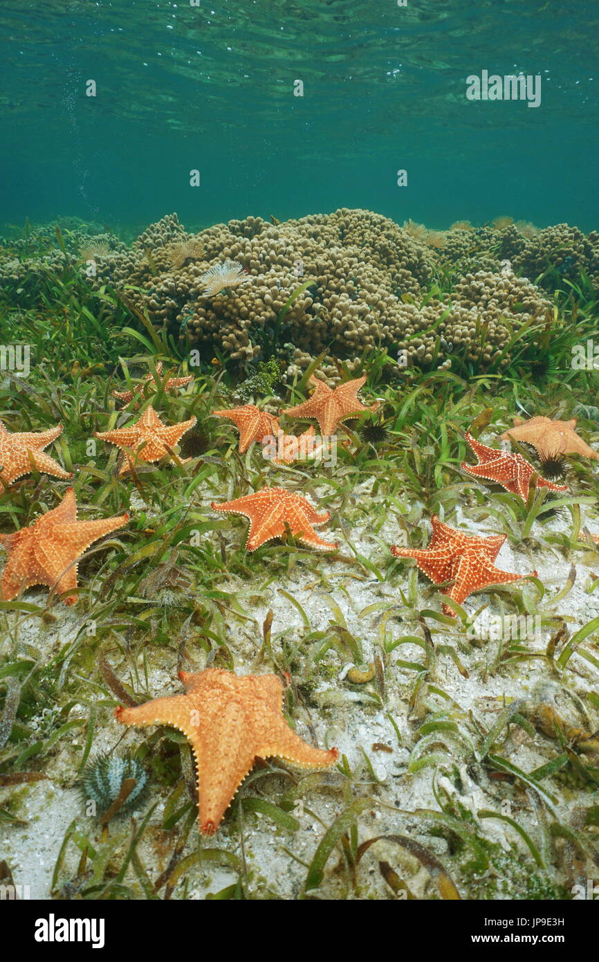 Seesterne Kissen Seestern, Oreaster Reticulatus, unter Wasser auf einem flachen Meeresboden mit Seegras und Korallen, Karibik Stockfoto