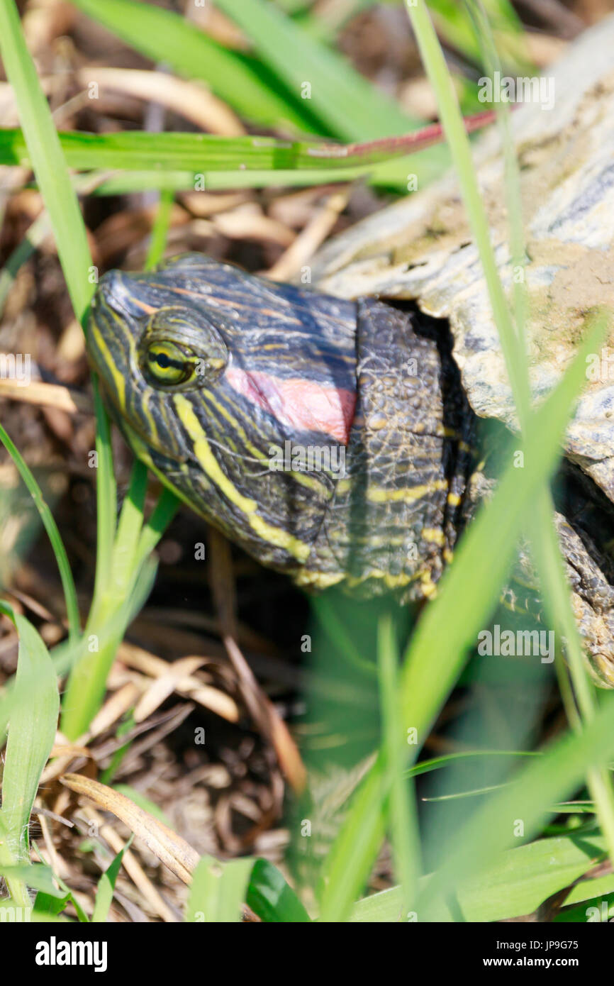 Rot-eared Slider Schildkröte, ist Scripta Elegans, bewegt sich zwischen Wasserlöcher im kahlen Knopf National Wildlife Refuge in kahl Knopf, Arkansas. Stockfoto