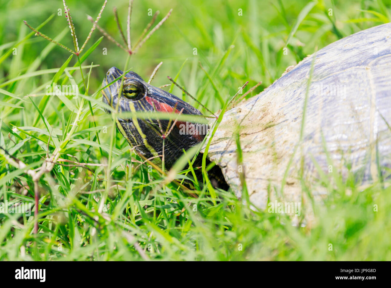 Rot-eared Slider Schildkröte, ist Scripta Elegans, bewegt sich zwischen Wasserlöcher im kahlen Knopf National Wildlife Refuge in kahl Knopf, Arkansas. Stockfoto