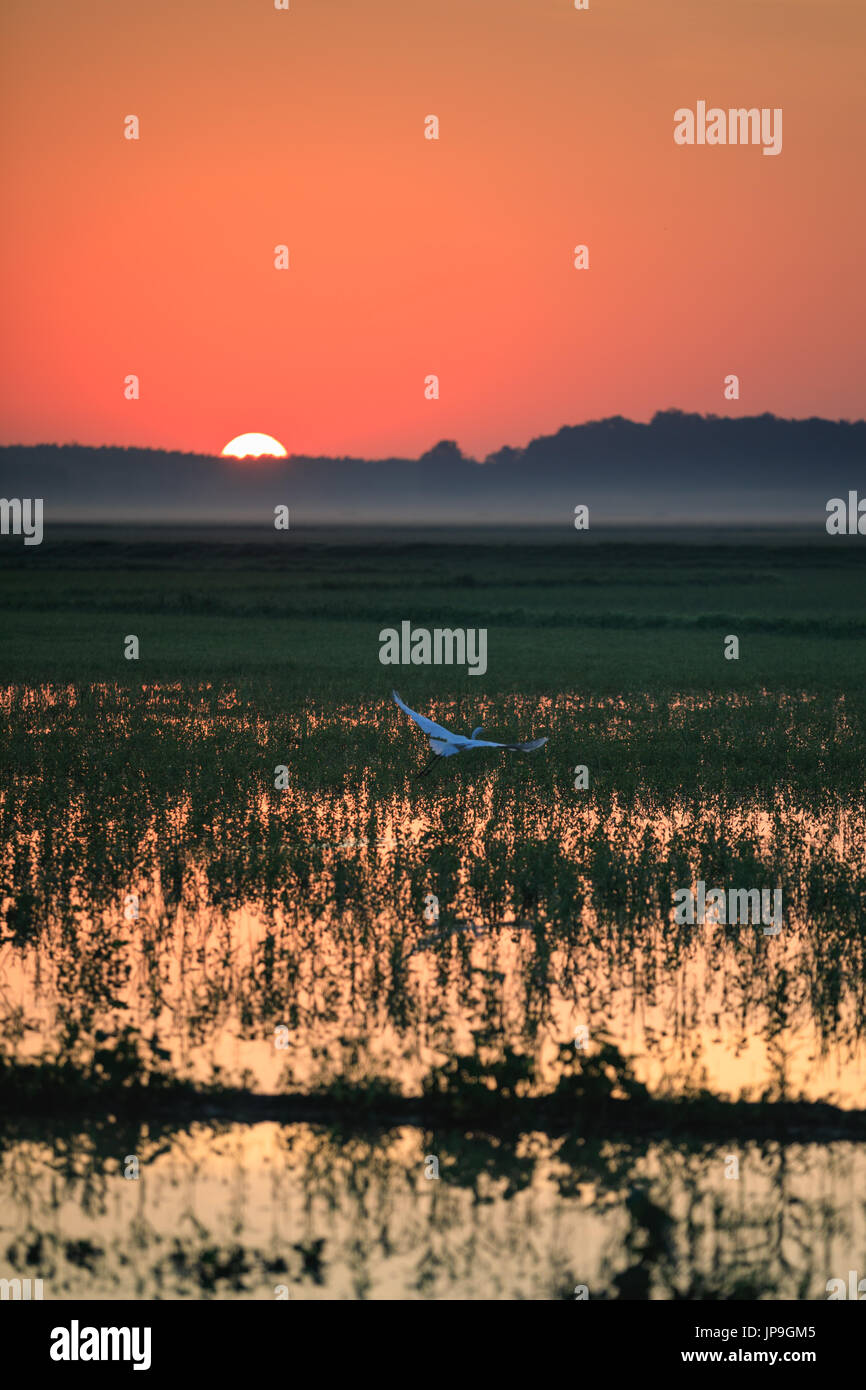 Ein Silberreiher fliegt in einem Reisfeld bei Sonnenaufgang über kahle Knopf National Wildlife Refuge in kahl Knopf, Arkansas Stockfoto