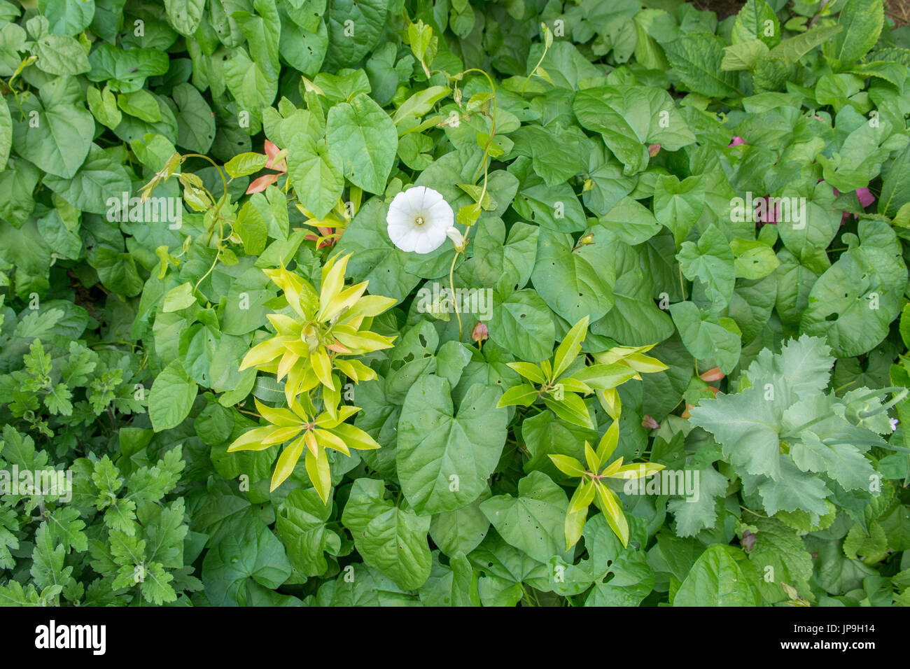 Ackerwinde - Calystegia Sepium - ersticken Gartenpflanzen und Sträucher einschließlich pieris Stockfoto