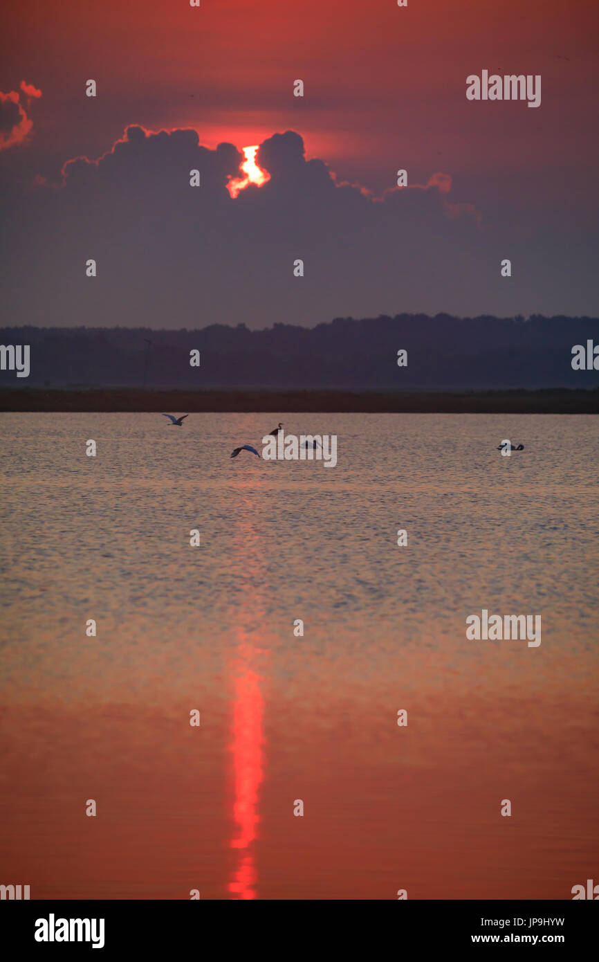 Silberreiher join Pelikane und Great Blue Heron für Frühstück am frühen Morgen bei Sonnenaufgang im kahlen Knopf Wildlife Refuge in kahl Knopf Arkansas. Stockfoto