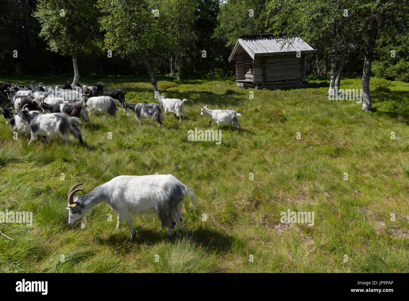 Eine Herde von Ziegen weiden auf einem Bergbauernhof, es ist ihre Sommerweide. Die neugierige Ziegen prüfen alles. Dalarna, Schweden Stockfoto