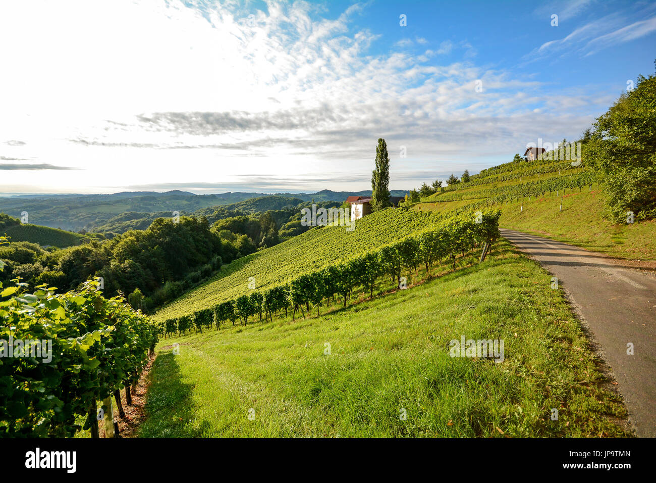 Weinstraße durch steilen Weinberg neben einem Weingut in der Toskana Weinbaugebiet, Italien Europa Stockfoto