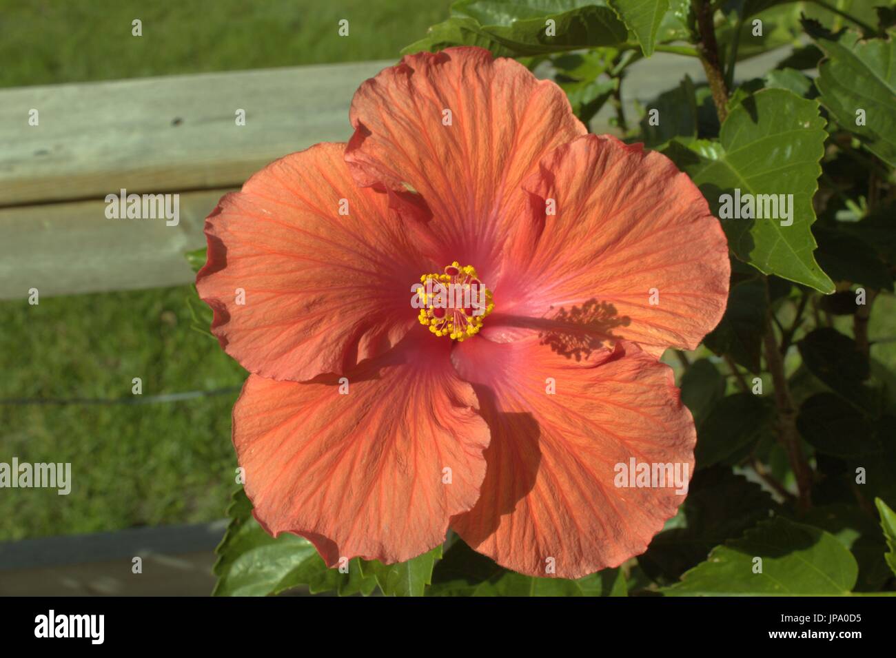 Riesigen Pfirsich Hibiskus Blüte Stockfoto