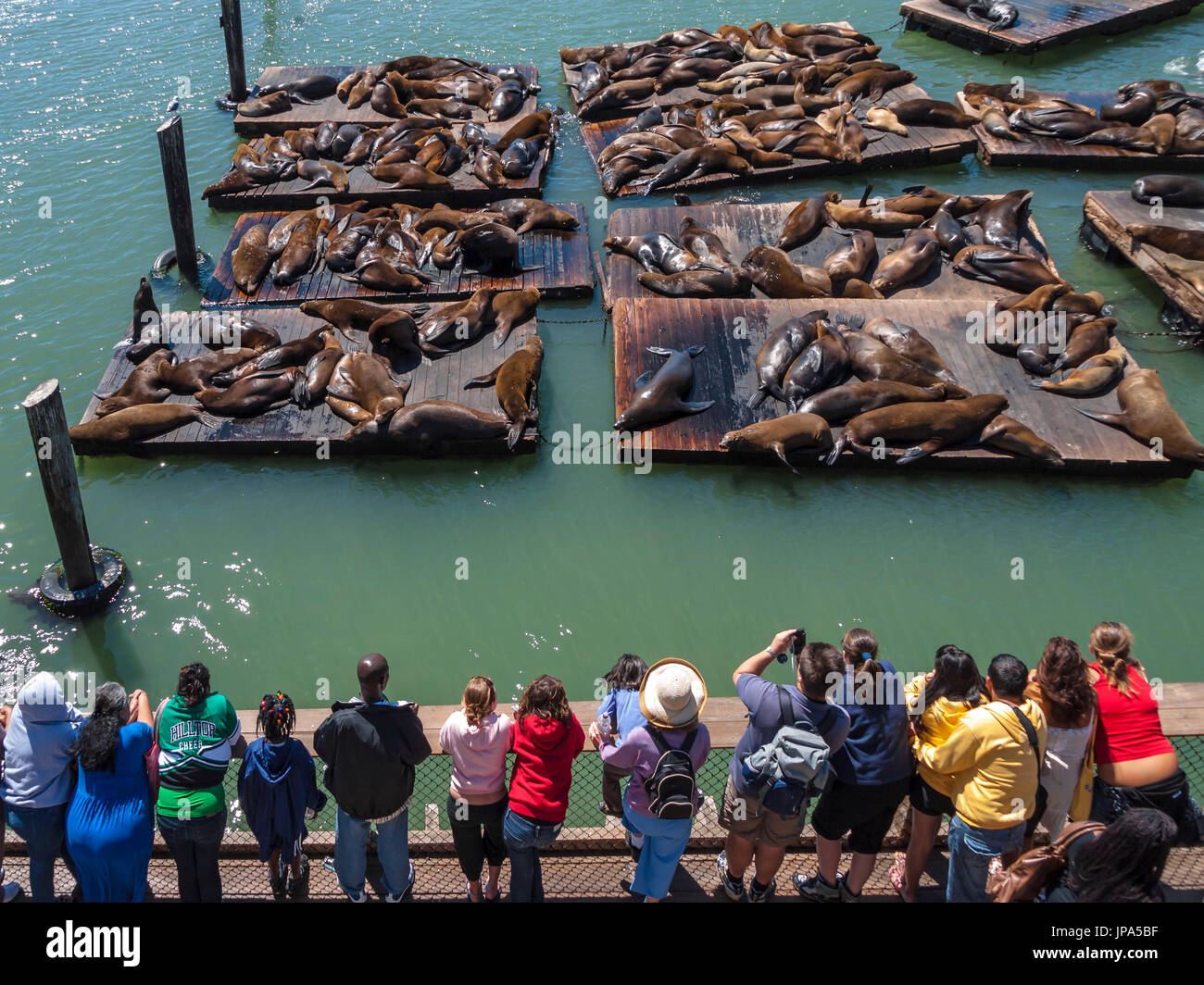 Seelöwen am Pier 39, San Francisco, USA Stockfoto