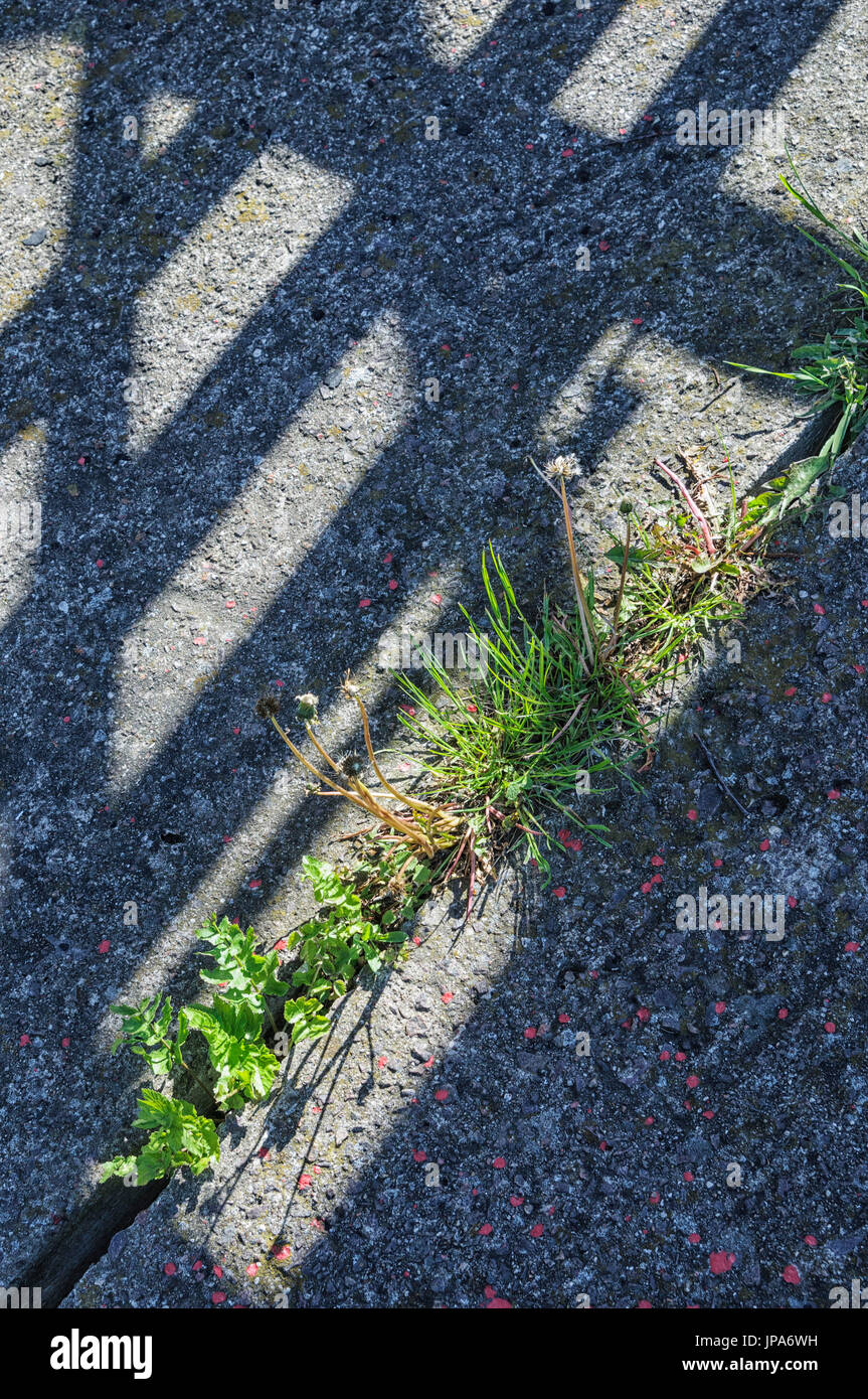 Naturwissenschaft, wächst der Rasen in den Ritzen zwischen den Betonplatten Stockfoto