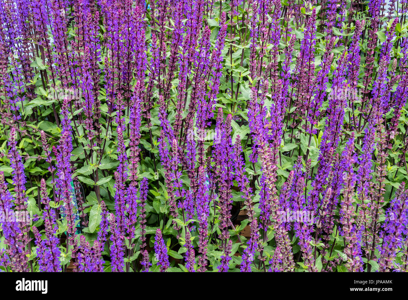 Blaue Salvia blühenden Stauden Nahaufnahme. Stockfoto