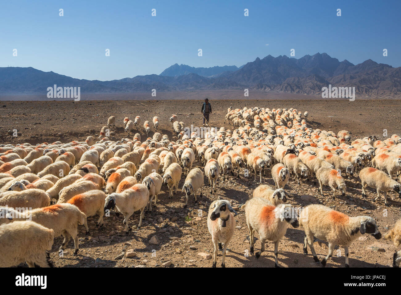 Iran, in der Nähe von Abyāneh City, Herde Stockfoto