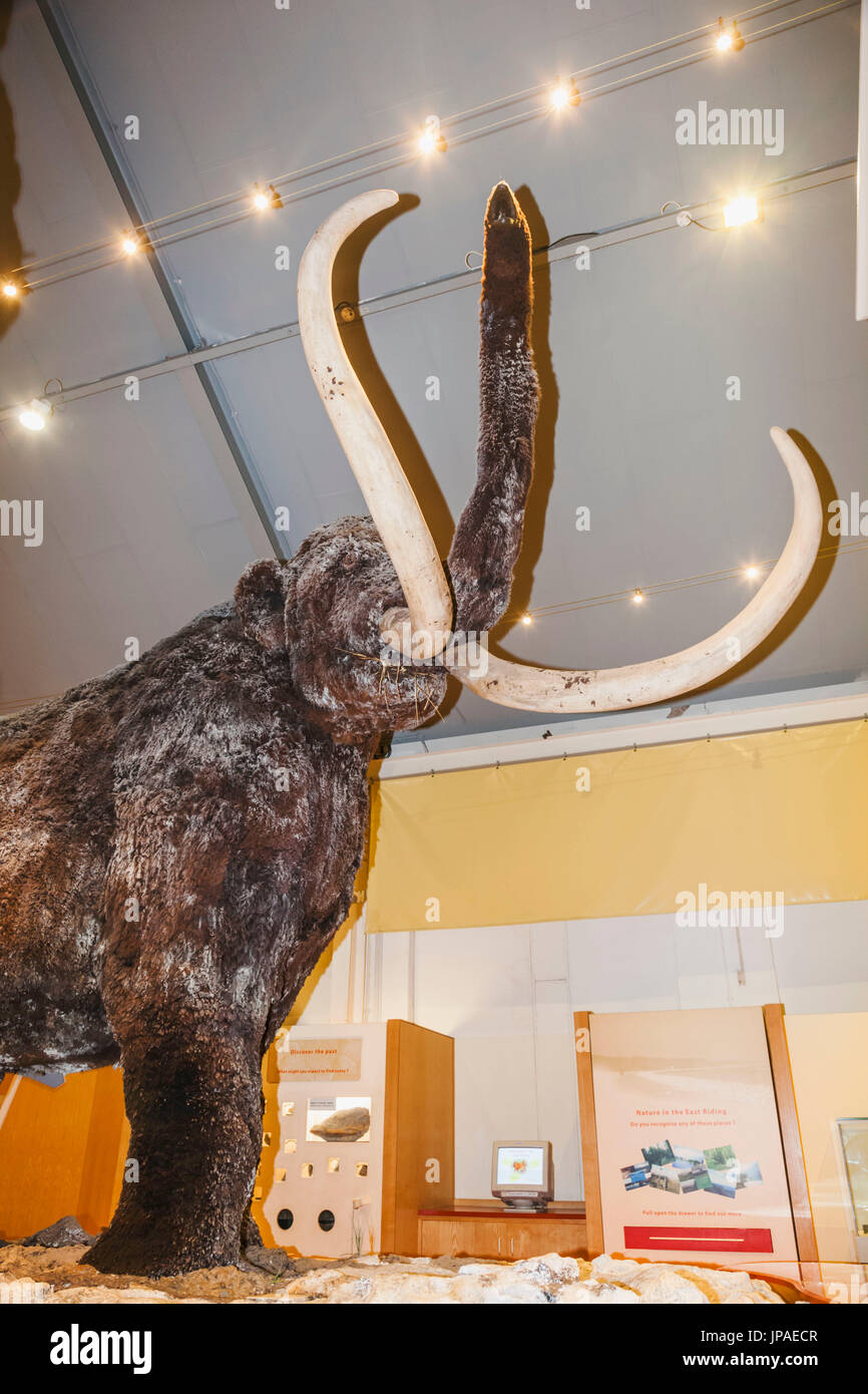 England, East Yorkshire, Kingston upon Hull, Hull und East Riding Museum, Ausstellung der Mammuts Stockfoto