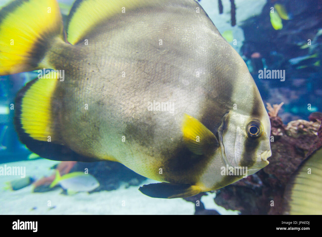 England, East Yorkshire, Kingston upon Hull, der Tiefe Lagune des Lichts, tropische Fische Stockfoto
