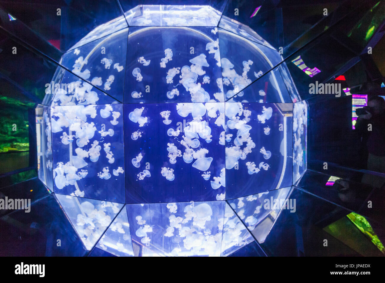 England, East Yorkshire, Kingston upon Hull, die Tiefe, weiß gefleckten Quallen Stockfoto