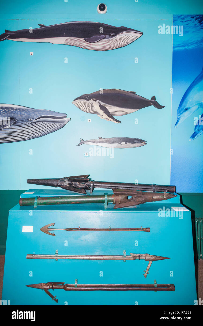 England, East Yorkshire, Kingston upon Hull, das Maritime Museum, Ausstellung der Walfang Harpunen Stockfoto