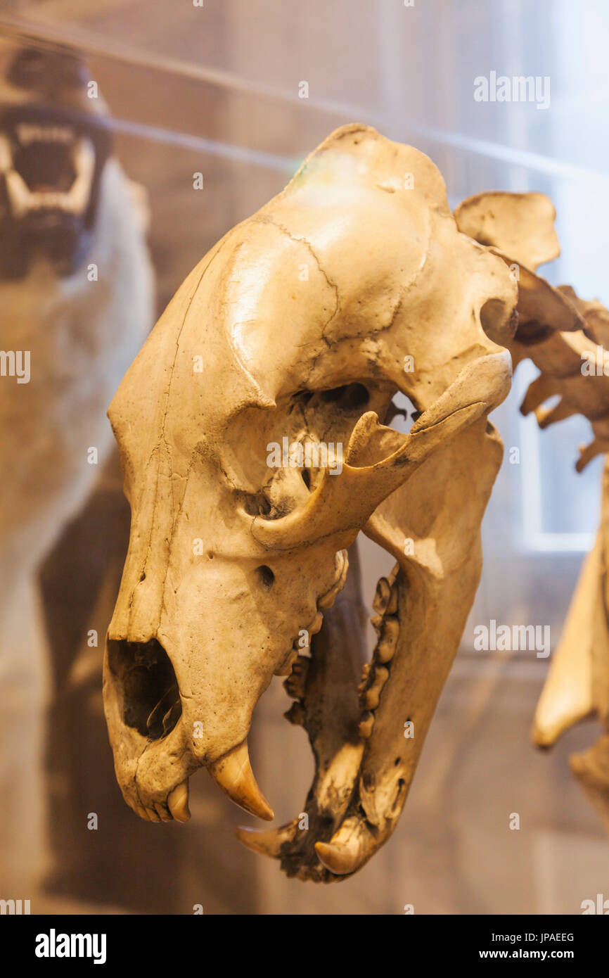 England, East Yorkshire, Kingston upon Hull, das Maritime Museum, Ausstellung von Eisbär Skelett Stockfoto