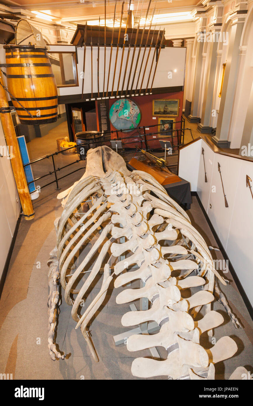 England, East Yorkshire, Kingston upon Hull, das Maritime Museum, Ausstellung von Walskelett Stockfoto