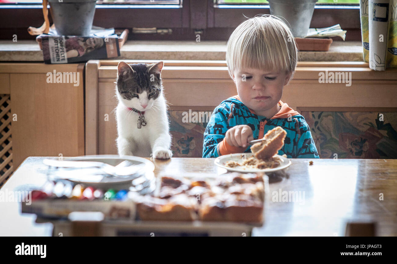 Kind mit Katze mit dem Frühstück am Küchentisch, eine halbe Porträt Stockfoto