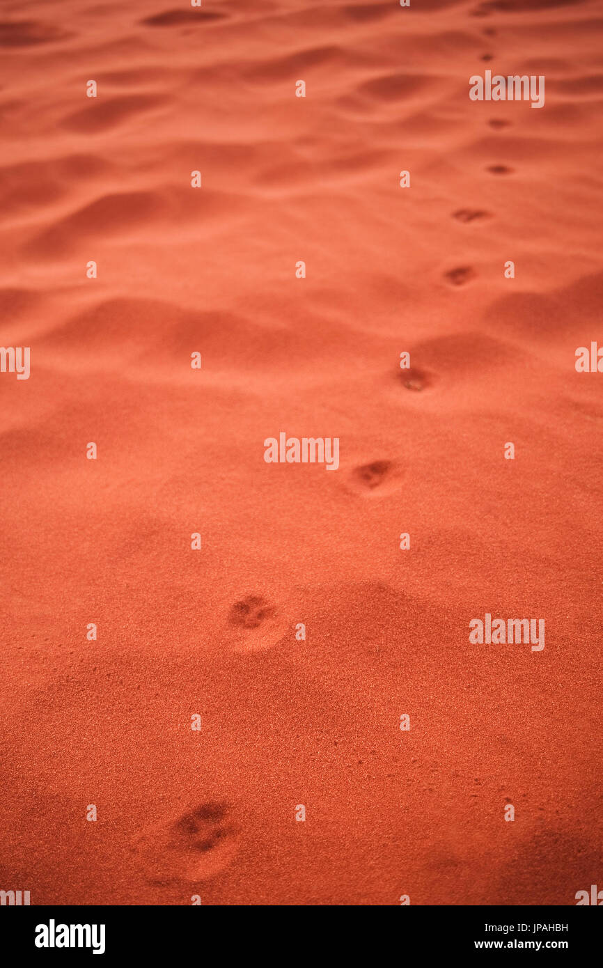 Spuren eines wilden Fuchses im roten Sand des Wadi Rum in Jordanien. Stockfoto