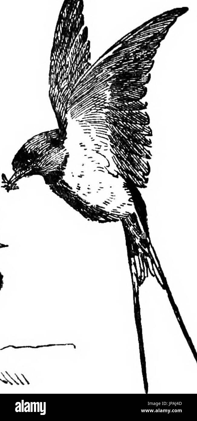 "Die Briten Vogel Buch" (1921) Stockfoto