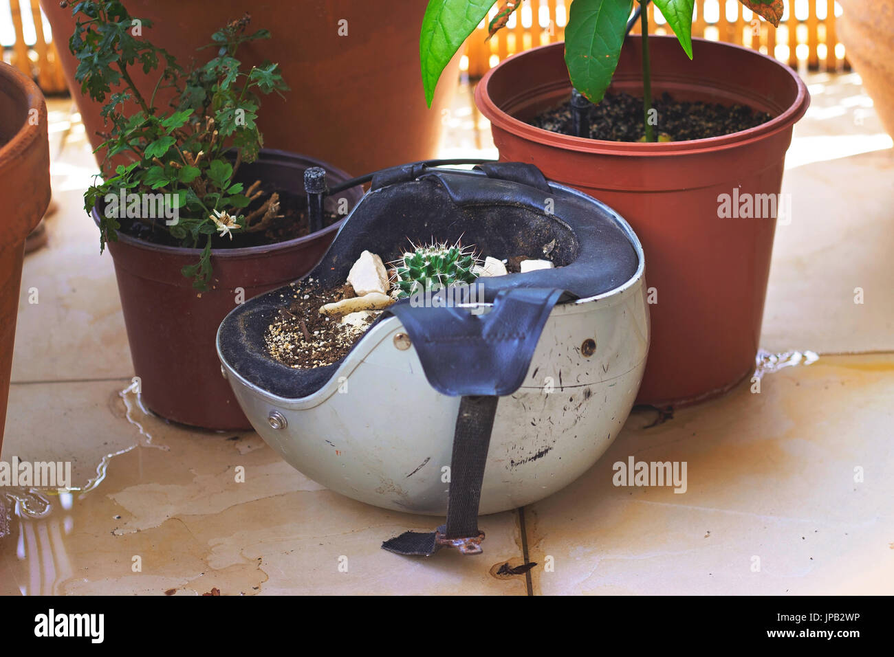Kaktus in der alten Motorradhelm - DIY-Projekt Stockfotografie - Alamy