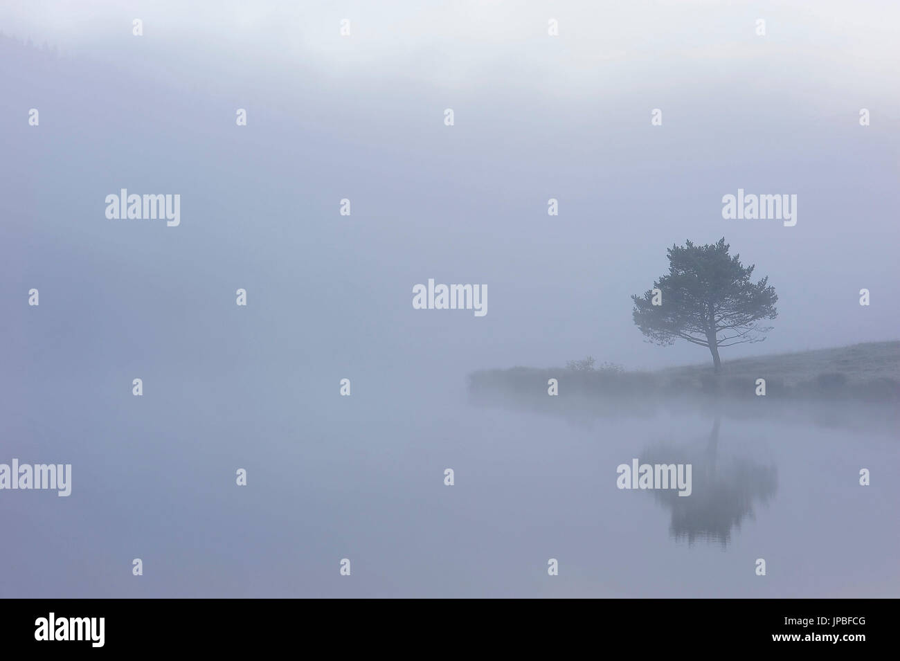 Einzigen Baum reflektiert im Wasser des Schmalensee (See) im herbstlichen neblige Stimmung Stockfoto