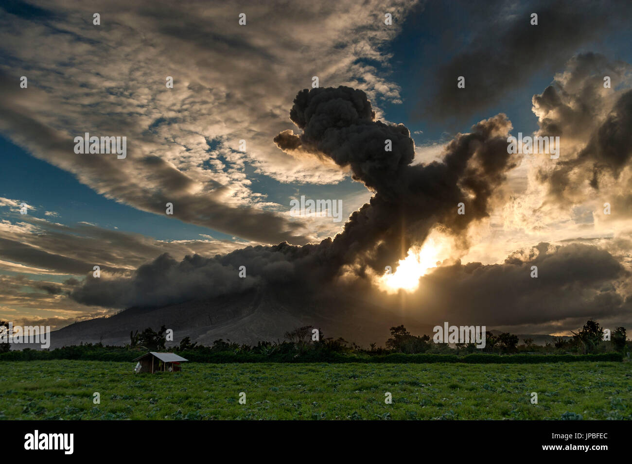 Vulkanausbruch mit einer pyroklastischen Wolke in der Mount Sinabung im Licht der untergehenden Sonne. Im Vordergrund ein Kohlkopffeld mit Bauer-Hütte. Stockfoto