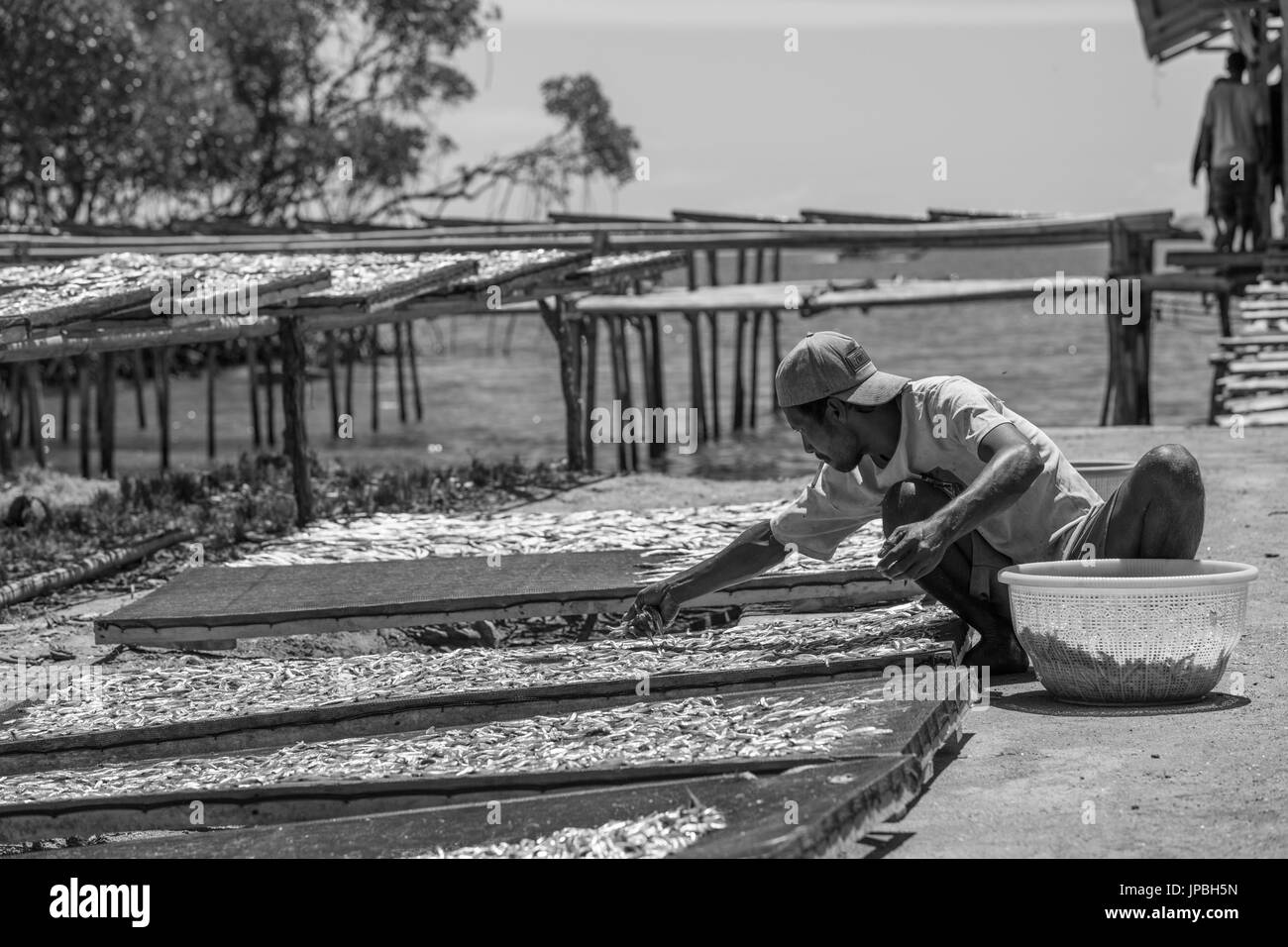 Asiatischer Mann auf Arbeit trocknenden Fisch, Kampung Rinca, Indonesien, Flores-Inseln, Krabben Stockfoto