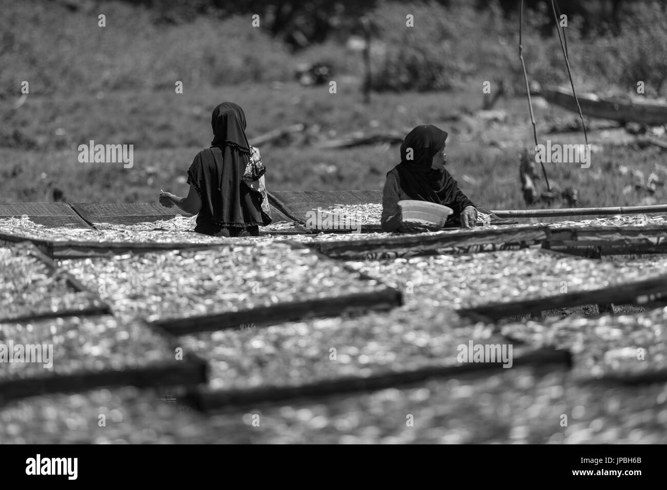 Asiatische Frauen auf Arbeit trocknen Garnelen, Kampung Rinca, Indonesien, Flores-Inseln, Krabben Stockfoto