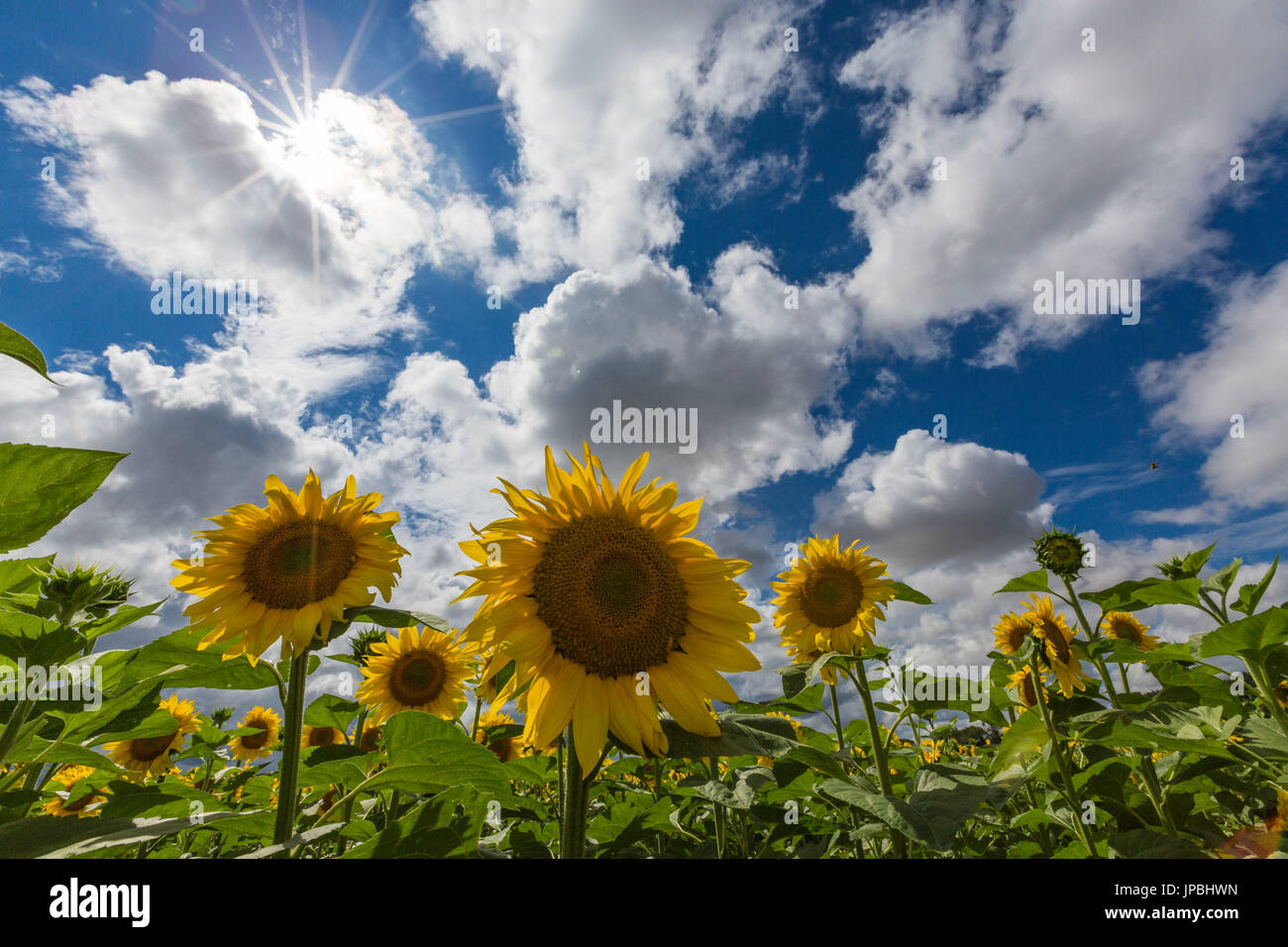 Sonnenblumen und Wolken in der Kulturlandschaft von Senigallia Provinz von Ancona Marche Italien Europa Stockfoto