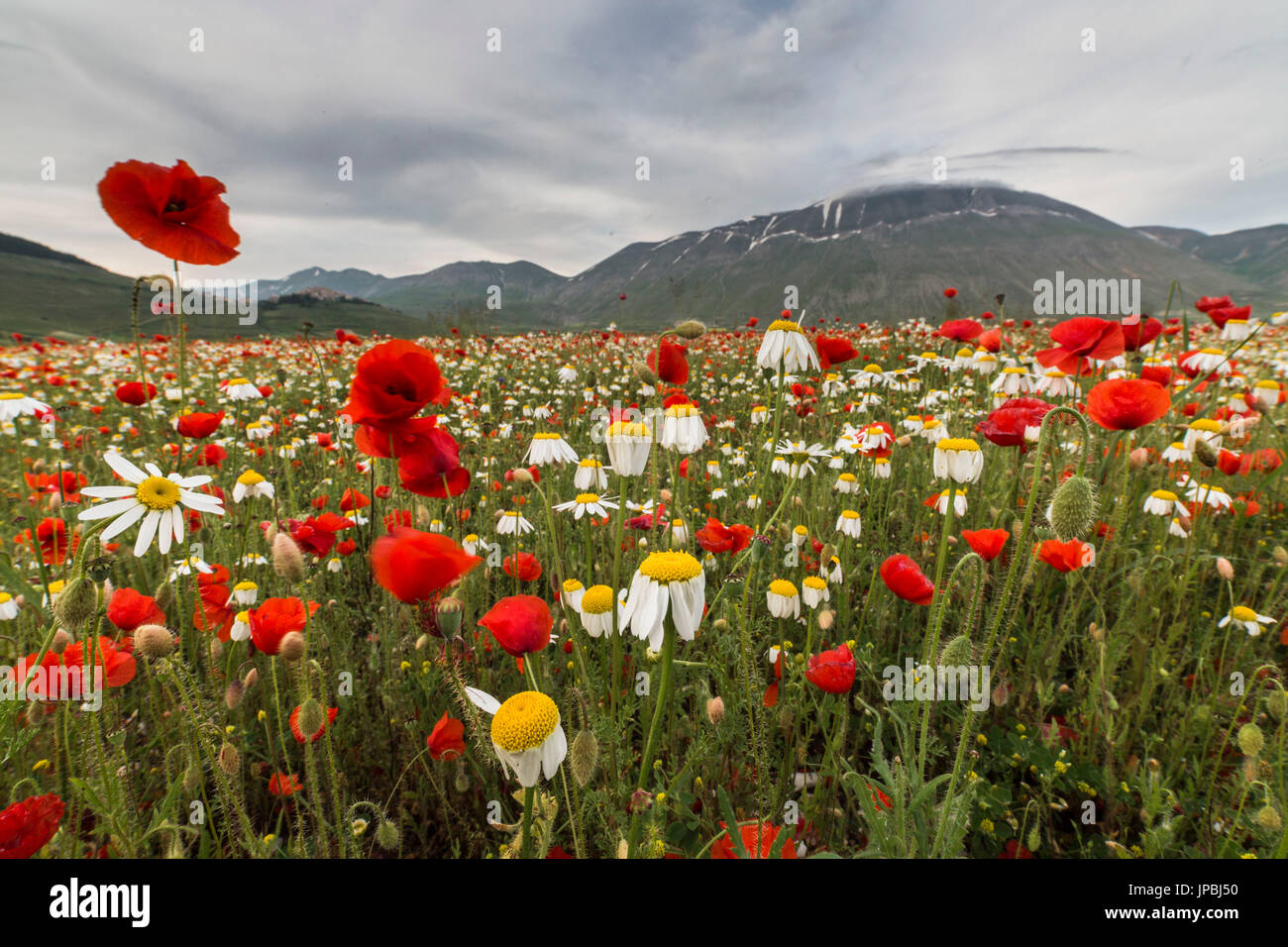 Blühende rote Mohnblumen und Margeriten Castelluccio di Norcia Provinz Perugia Umbrien Italien Europa Stockfoto