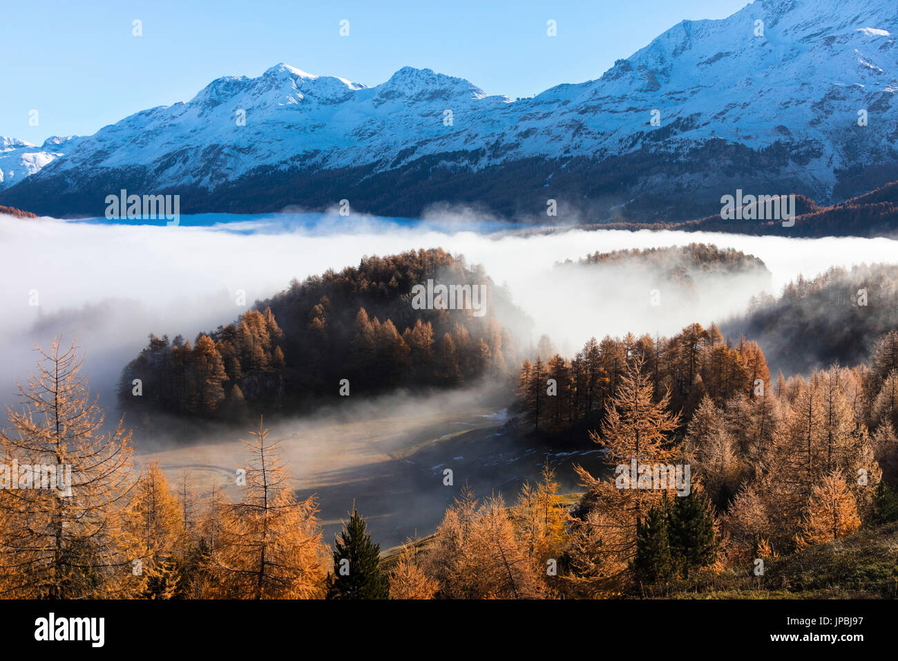 Nebel des Herbstes umgibt die bunten Wälder und die Landschaft von Sils Kanton Graubünden Engadin Schweiz Europa Stockfoto