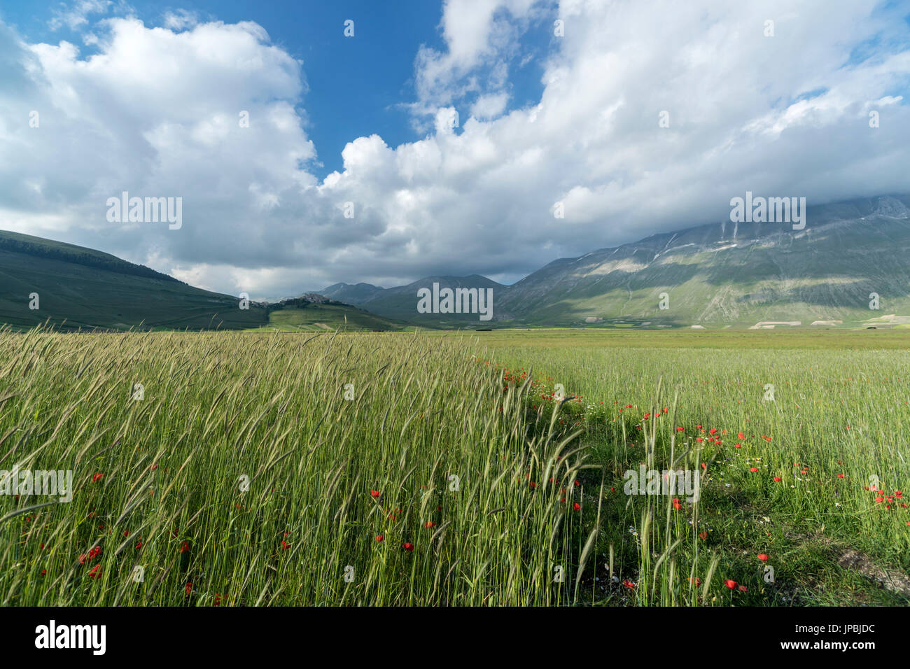 Grüne Felder von Ähren umrahmen das mittelalterliche Dorf Castelluccio di Norcia Provinz Perugia Umbrien Italien Europa Stockfoto