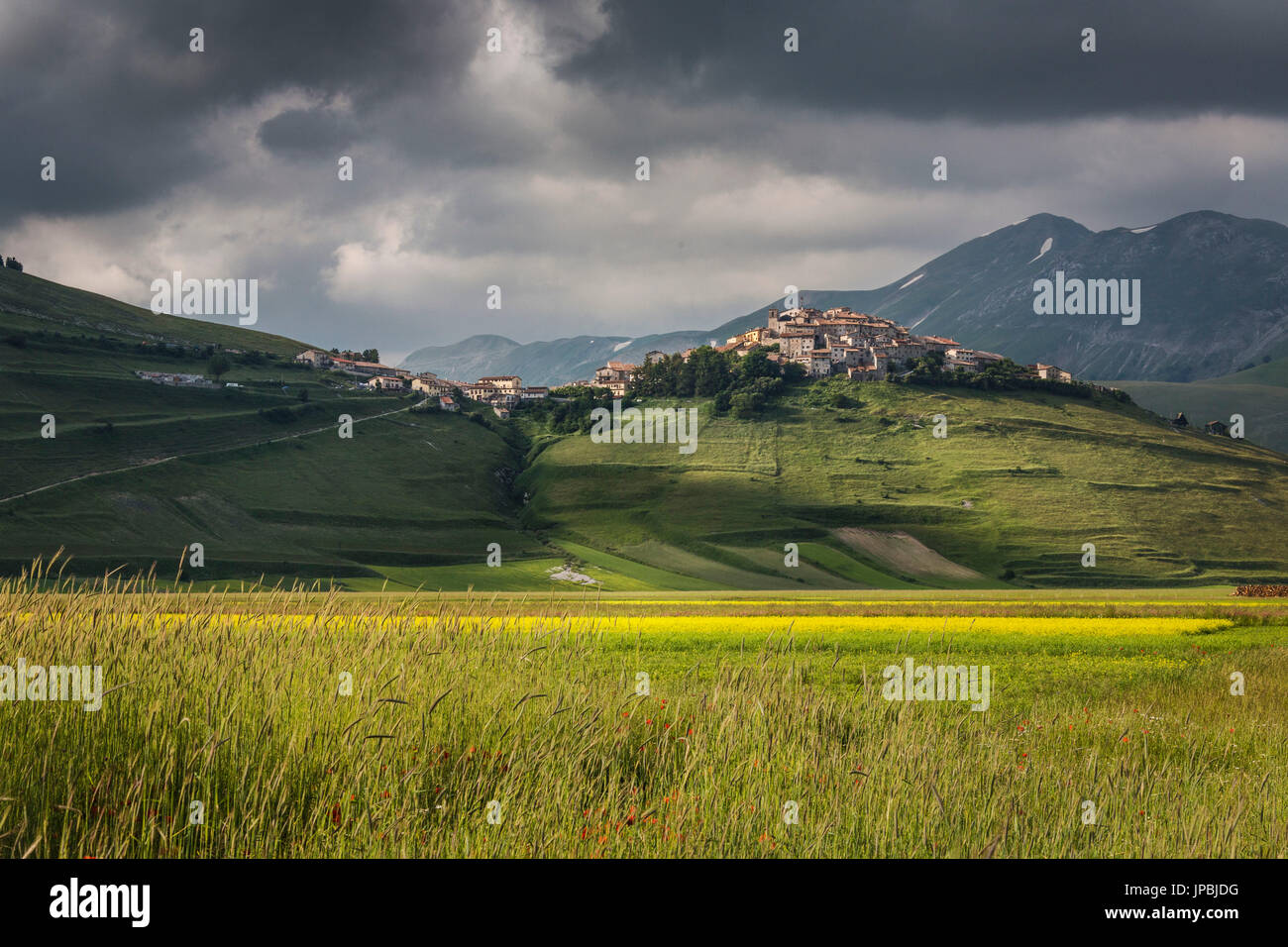 Grüne Felder von Ähren umrahmen das mittelalterliche Dorf Castelluccio di Norcia Provinz Perugia Umbrien Italien Europa Stockfoto