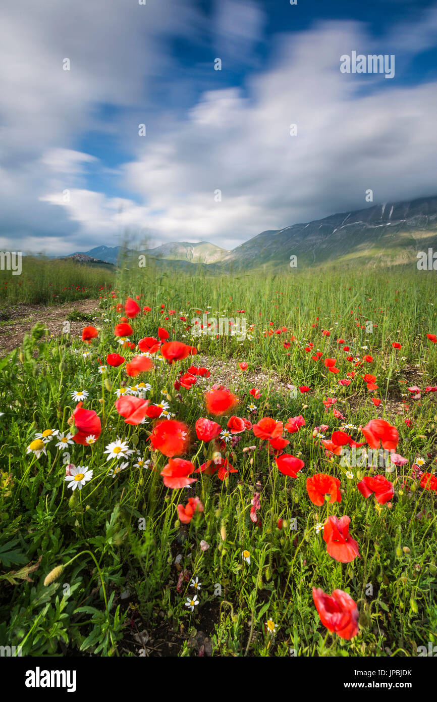 Blühende rote Mohnblumen und Margeriten Castelluccio di Norcia Provinz Perugia Umbrien Italien Europa Stockfoto