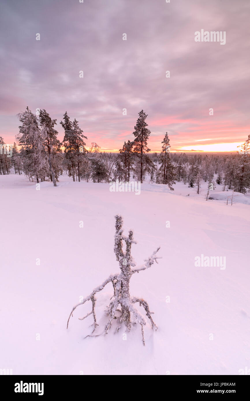 Das rosa leuchtet auf den arktischen Sonnenuntergang der verschneiten Wälder Vennivaara Rovaniemi Lappland Region Finnland Europa Stockfoto